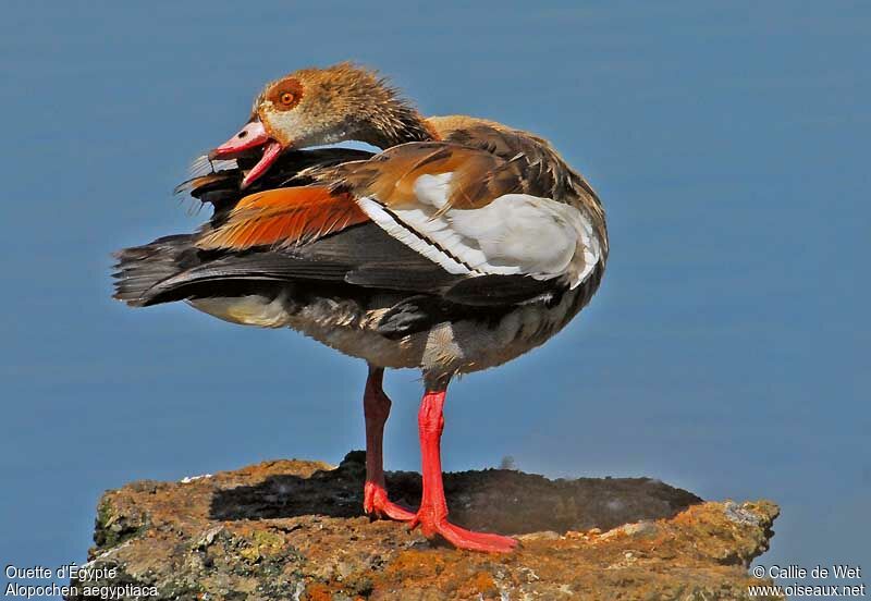 Egyptian Gooseadult