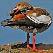 Egyptian Goose