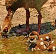 Egyptian Goose