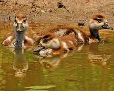 Egyptian Goose