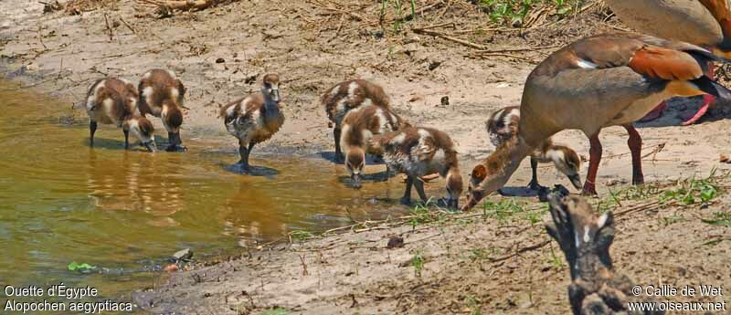 Egyptian Goose