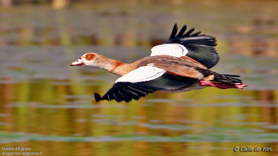 Egyptian Gooseadult