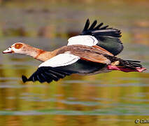 Egyptian Goose