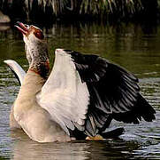 Egyptian Goose