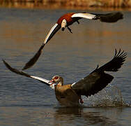 Egyptian Goose