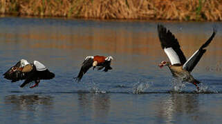 Egyptian Goose