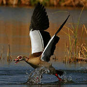 Egyptian Goose