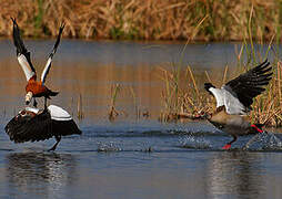 Egyptian Goose