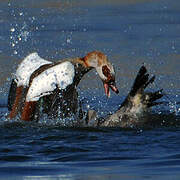 Egyptian Goose