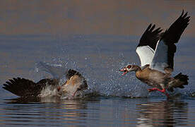 Egyptian Goose