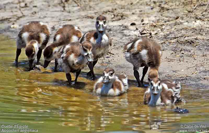 Egyptian Goosejuvenile