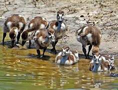 Egyptian Goose