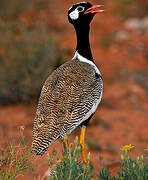 Northern Black Korhaan