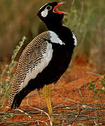 Northern Black Korhaan