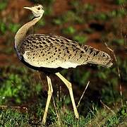 Black-bellied Bustard