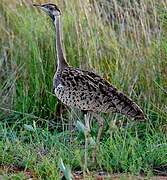 Black-bellied Bustard