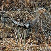 Red-crested Korhaan