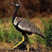 Southern Black Korhaan