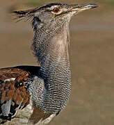 Kori Bustard