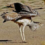 Kori Bustard