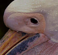 Great White Pelican