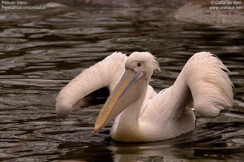 Great White Pelicanadult