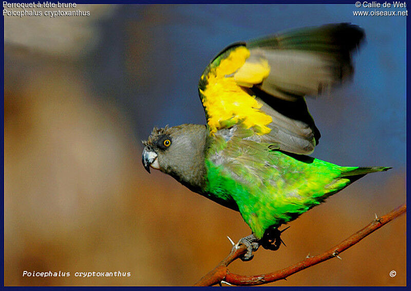 Brown-headed Parrotadult