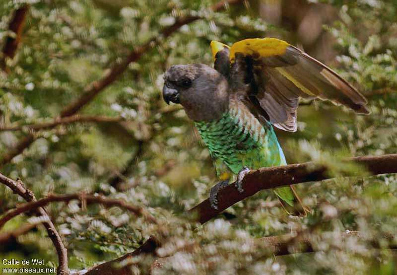 Meyer's Parrotadult, aspect, pigmentation