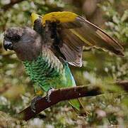 Meyer's Parrot