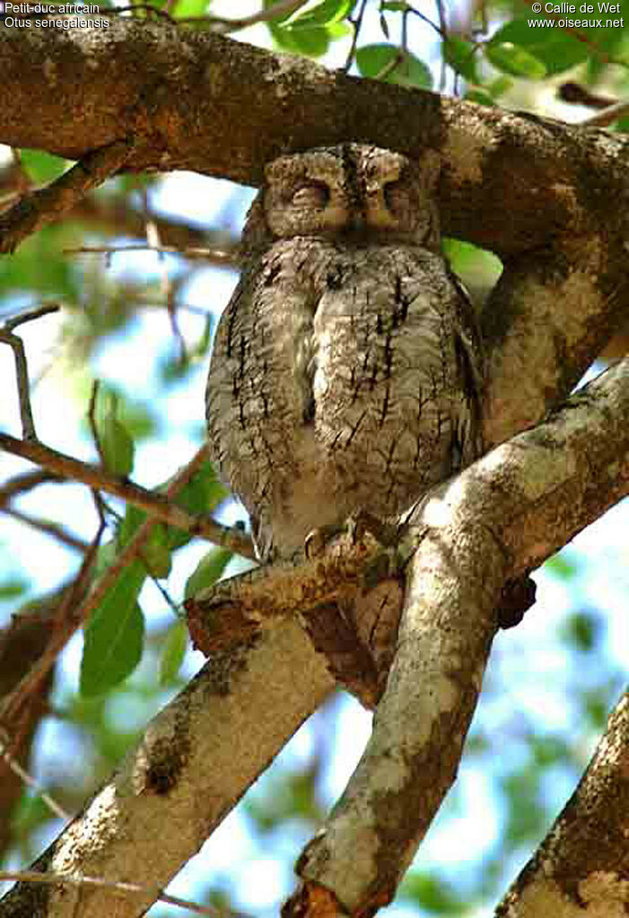 African Scops Owladult