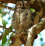 African Scops Owl