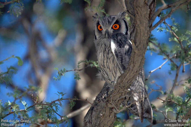 Southern White-faced Owladult