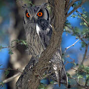 Southern White-faced Owl