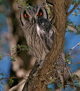 Southern White-faced Owl