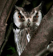 Southern White-faced Owl