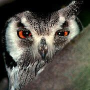 Southern White-faced Owl