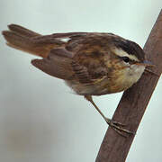 Sedge Warbler