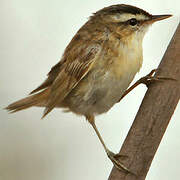 Sedge Warbler