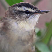 Sedge Warbler