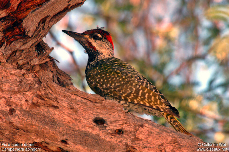 Golden-tailed Woodpecker