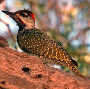 Golden-tailed Woodpecker