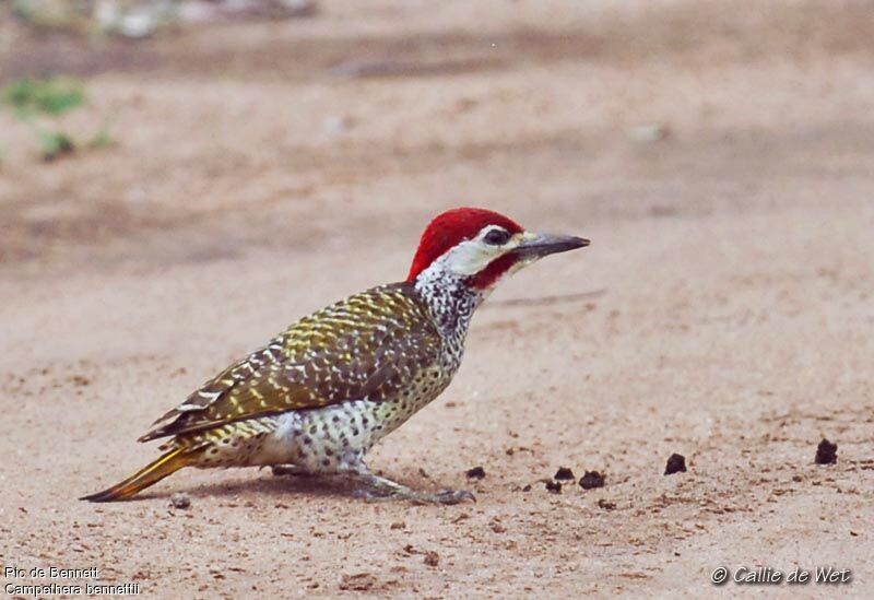 Bennett's Woodpecker male adult