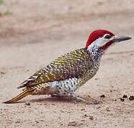 Bennett's Woodpecker