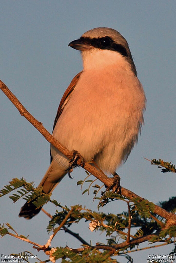 Red-backed Shrike male