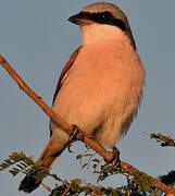 Red-backed Shrike