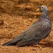 African Olive Pigeon