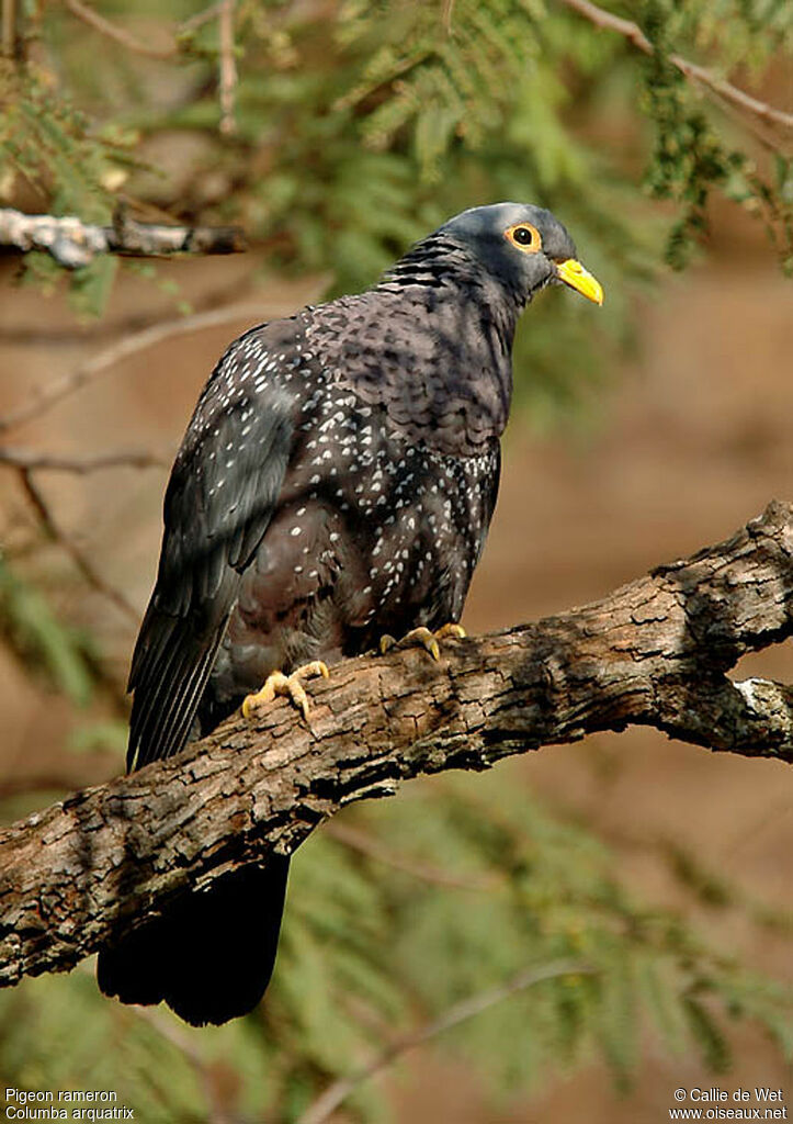 African Olive Pigeonadult