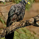 Pigeon rameron