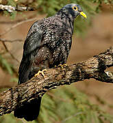 African Olive Pigeon