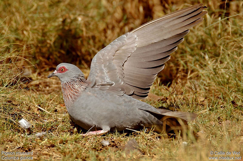 Pigeon roussardadulte